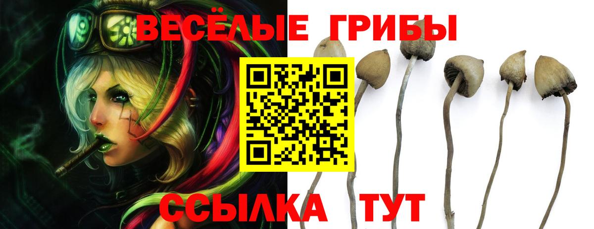 Галлюциногенные грибы Psilocybe Чернушка